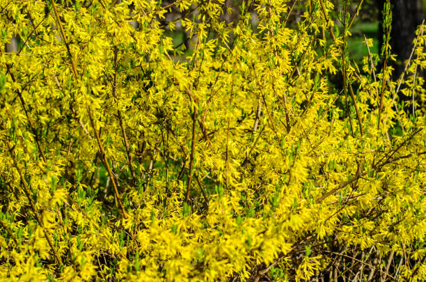 istock Blossoming forsythia plant on early spring. Natural background 685831016