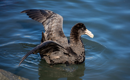 A Southern Giant Petrel (Macronectes giganteus, aka the Antarctic giant petrel, giant fulmar, stinker, and stinkpot) swims in the harbour at Ushuaia.