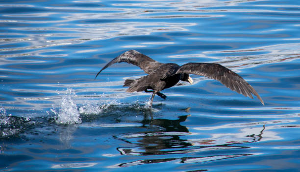 istock Argentina: Southern Giant Petrel in Ushuaia 685831206