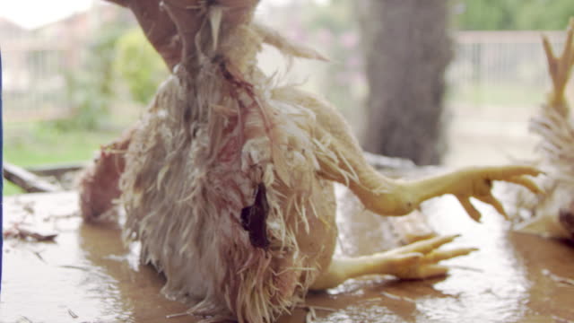 SLO MO Senior woman plucking feathers from slaughtered chicken