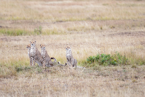 family of cheetahs considering a victim in the African savanna, Kenya