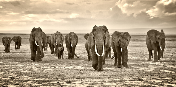 herd of elephants walking group on the African savannah at photographer, Kenya