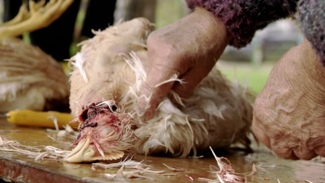SLO MO Senior woman cleaning the slaughtered chicken
