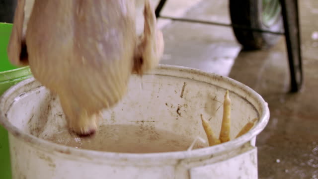 SLO MO Unrecognizable person throwing slaughtered chicken into water