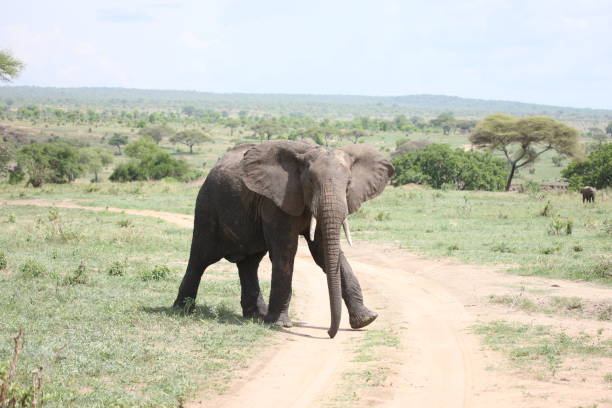 istock Wild Elephant (Elephantidae) in African Botswana savannah 685840754
