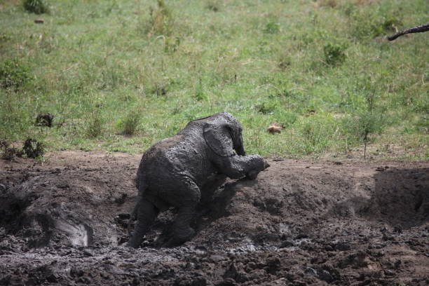 Wild Elephant (Elephantidae) in African Botswana savannah