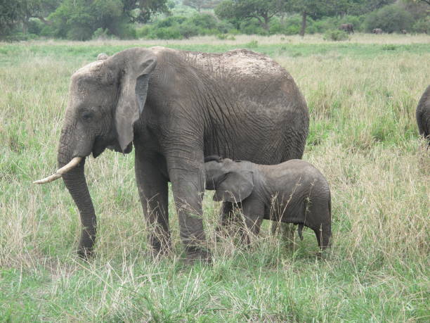 istock Wild Elephant (Elephantidae) in African Botswana savannah 685840884