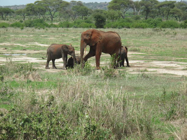 istock Wild Elephant (Elephantidae) in African Botswana savannah 685840922