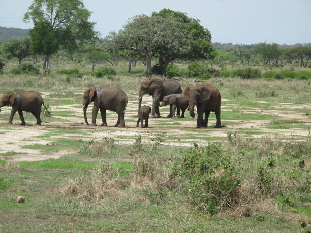 istock Wild Elephant (Elephantidae) in African Botswana savannah 685840924