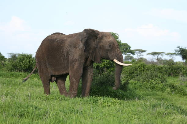 istock Wild Elephant (Elephantidae) in African Botswana savannah 685841040