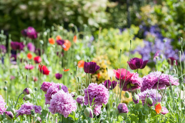 jardín de la cabaña - herbaceous plant fotografías e imágenes de stock