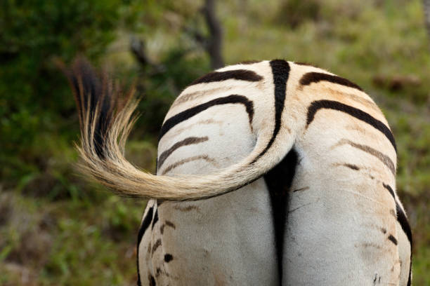 istock The backend of a Zebra waving his tail 685843168