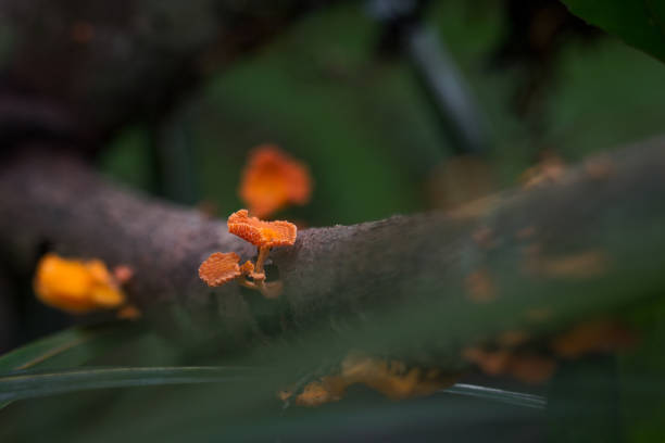 Wild Living Orange Poreconche Fungi stock photo