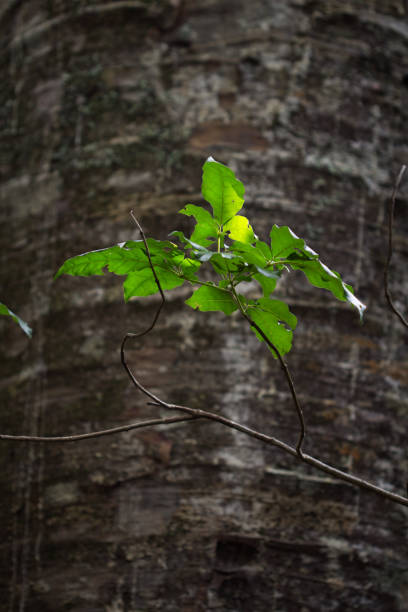 Living bright green leaves with mature tree trunk in background, shallow depth of focus. New Zealand bush scene.