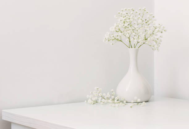 istock gypsophila on white background 685844082