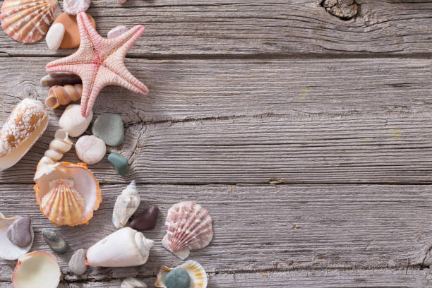 istock seashell and starfish on old wooden background 685844322