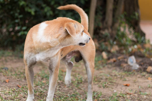 istock Young brown homeless dog look at something 685844844