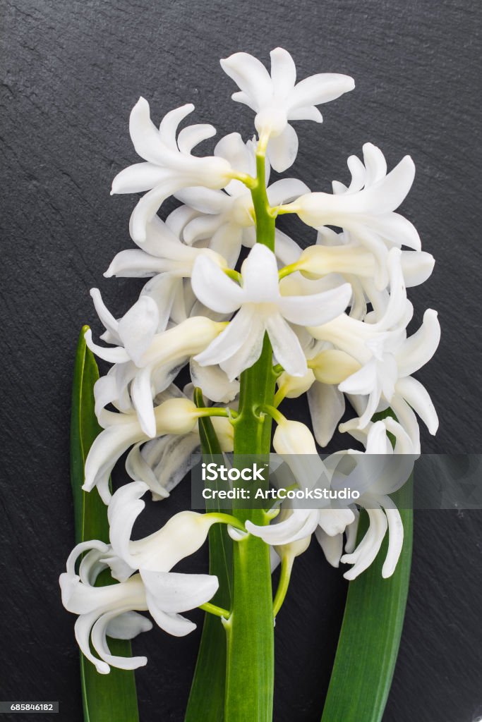Sola Flor De Corte De Jacinto Blanco Foto de stock y más banco de imágenes de Abrir - Abrir, Arte, Belleza - iStock Sola Flor De Corte De Jacinto Blanco Foto de stock y más banco de imágenes de Abrir - Abrir, Arte, Belleza - iStock