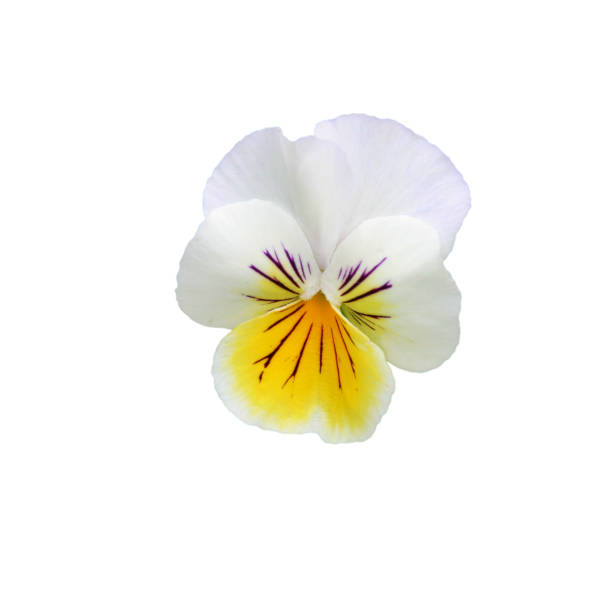 Pansy stock photo