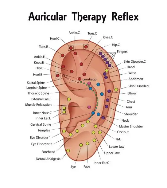Vector illustration of Auricular Therapy Reflex Chart