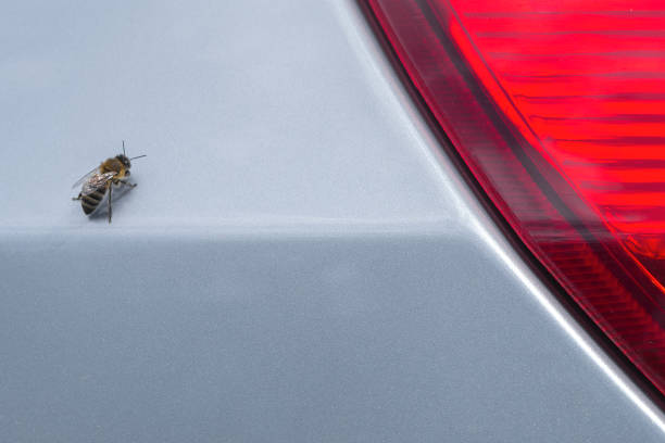 istock Fly sits on a silvery metal. Background. 685851348