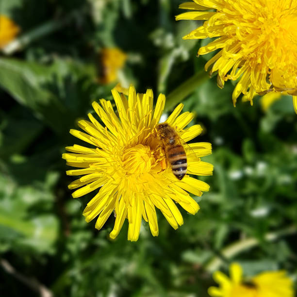 istock Dandelion; Taraxacum; officinale 685851422