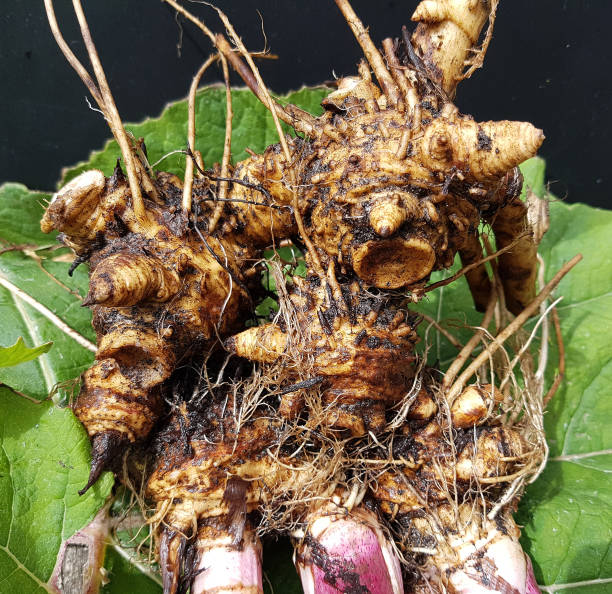 istock butterbur; Root, rhizome, petasites, hybridus; officinalis 685854796
