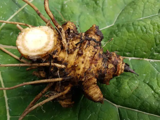 butterbur; Root, rhizome, petasites, hybridus; officinalis