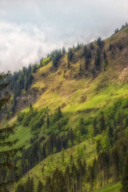 istock A green meadow on a mountain with blue sky 685855180