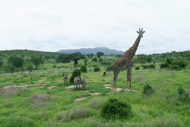 istock Wild Giraffe mammal africa savannah Kenya (Giraffa camelopardalis) 685856066