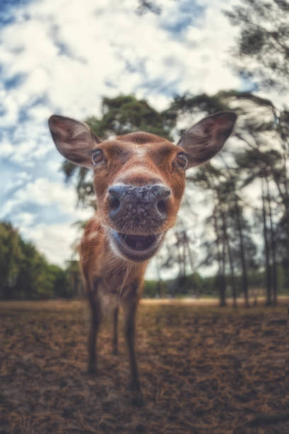 Deer looks curiously at the camera, fish-eye optic stock photo