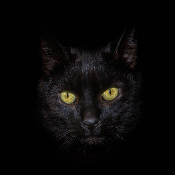 istock A head shot of a black cat against a black background 685856152