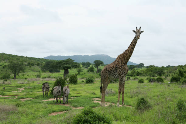 istock Wild Giraffe mammal africa savannah Kenya (Giraffa camelopardalis) 685856686