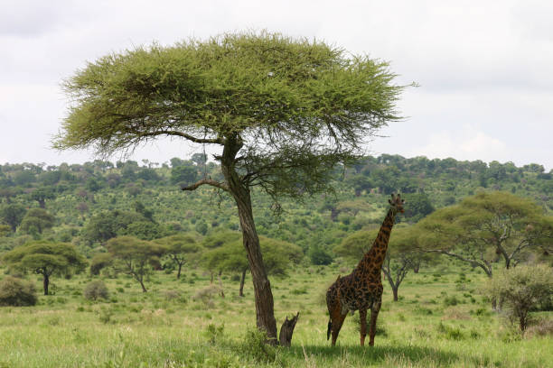 istock Wild Giraffe mammal africa savannah Kenya (Giraffa camelopardalis) 685856704