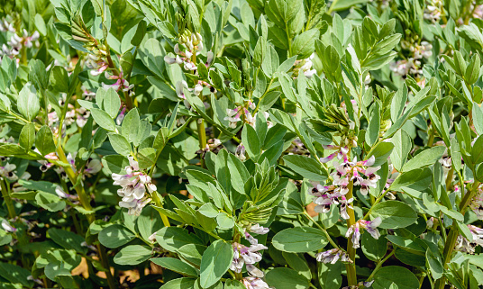 Closeup of multicolored blossoming organically grown broad bean or Vicia faba plants.