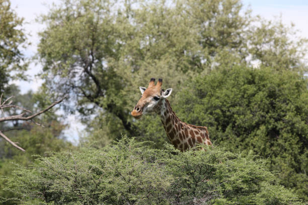 istock Wild Giraffe mammal africa savannah Kenya (Giraffa camelopardalis) 685857178