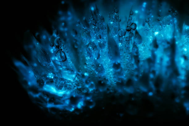 istock Closeup of a withered flower with rain drops 685857348