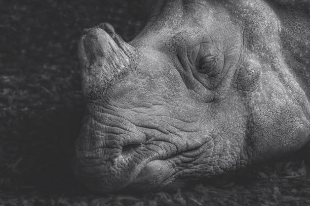 istock Head shot of a sleeoing rhino, grey colored 685857544
