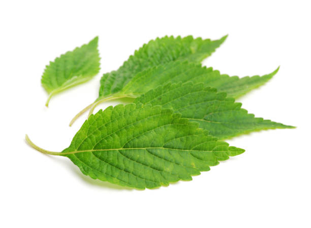 istock Fresh green mint leaves  on white background 685857680