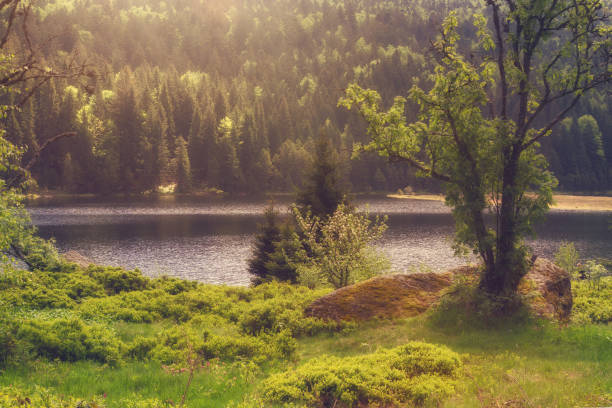 View at the little lake arber, Bavaria stock photo