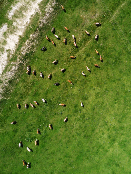 istock Aerial view of cows herd grazing on pasture field 685860914