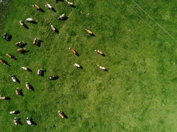 Aerial view of cows herd grazing on pasture field