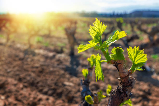 istock New grapevines sprouts growing in vineyard. 685861108