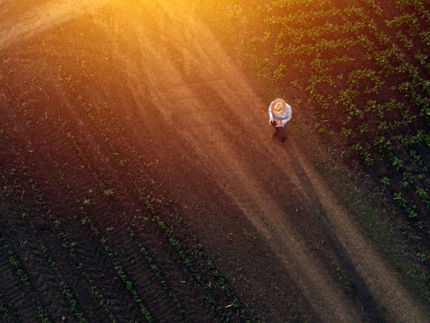 farmer using drone in sugar beet crop field - sugar beet beet field vegetable imagens e fotografias de stock