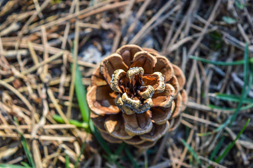 Pinecone hanging on a pine tree branch. The image was taken in a forest near Arosa in the canton of graubuenden.