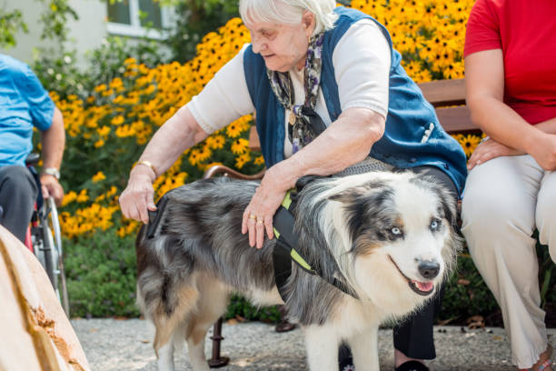 pies jako emocjonalne wsparcie zwierząt dla seniorów w domu opieki - grooming dog pets brushing zdjęcia i obrazy z banku zdjęć