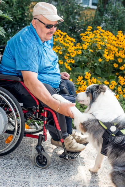 istock Therapy Dog Helping  Disabled Senior Man On Wheelchair 685864258