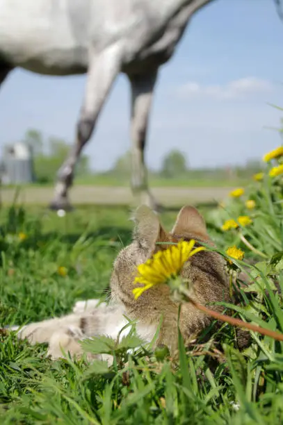 Photo of Lying cat watching a horse