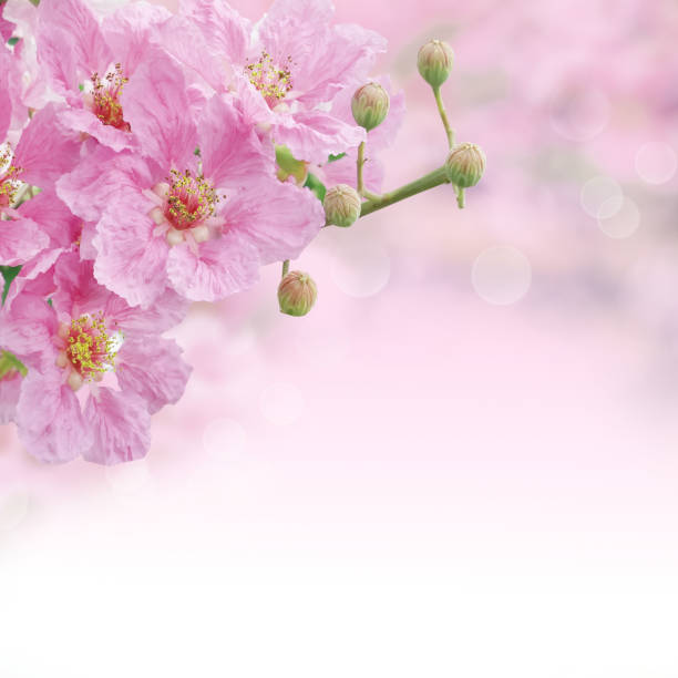 Beautiful spring pink flower Queen's Crape Myrtle or Queen’s flower on soft background with copy space