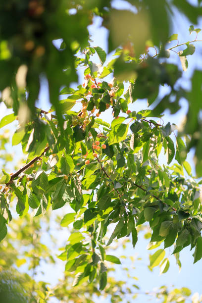 istock Red cherry and white sweet cherry 685867244